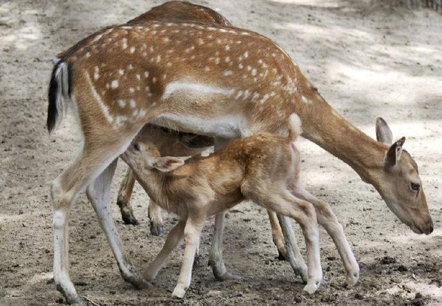 《人渣的本愿》漫画最终话图透 茜老师和钟井鸣海要结婚“beat365亚洲体育官方