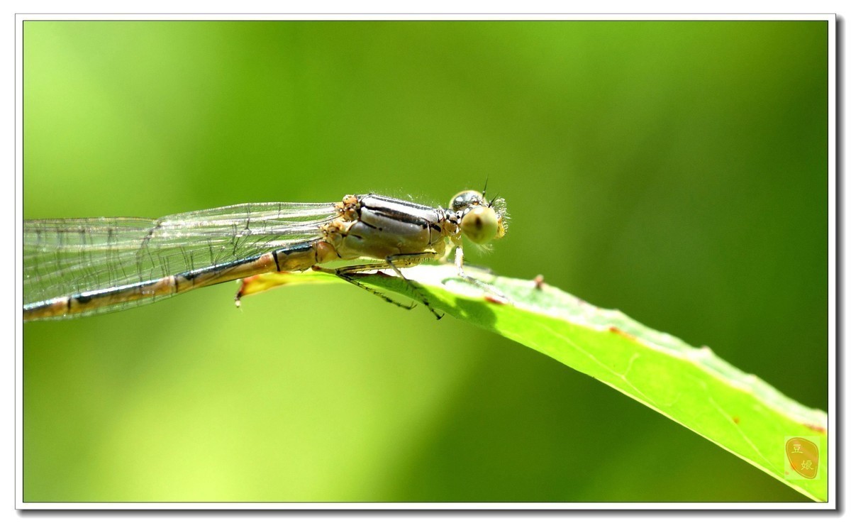 【beat·365】《ToLoveDarkness》漫画将有重大发表第三季还是O